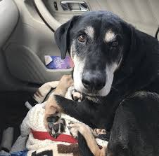 Black And Tan Coonhound For Sale In Sc Mccormick Sc M Senior Black Tan Coonhound Naned Boomer Humane Society Of Mccormick County Https Www Petfinder Com Dog B Humane Society Coonhound Doggy