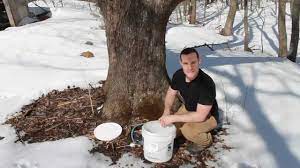 How To Make Maple Syrup Youtube