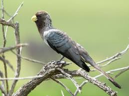 Image result for Platycoryne affinis