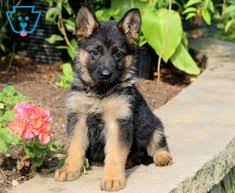 Akc european black german shepherd pups. 240 German Shepherd Puppies For Sale Ideas In 2021 German Shepherd Puppies German Shepherd Puppies For Sale
