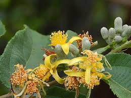 Image result for Grewia flavescens