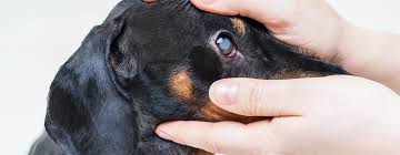 Jun 10, 2021 · glaucoma causes damage to the optic nerve, often from increased pressure from a buildup of fluid inside the eye. Glaucoma In Dogs Causes Symptoms Treatment Purina