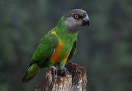 Image result for Pegolettia senegalensis