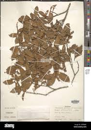 Image result for Cynanchum gerrardii