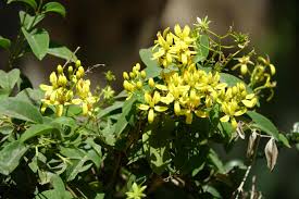 Image result for Tristellateia