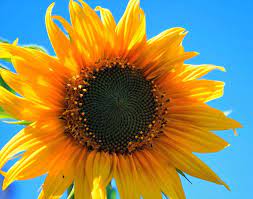 Imagen Gratis En Pixabay Amarillo Girasol Flor Ronda Kansas State Flower Yellow Sunflower Sunflower Flower