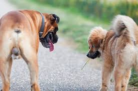 Itching in or around the rectum. Perianal Tumor In Dogs Signs Causes Diagnosis Treatment Recovery Management Cost