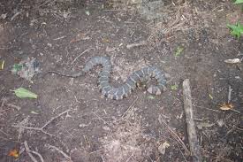 The cottonmouth or agkistrodon piscivorus is a dark thick bodied water snake. Eastern Florida Cottonmouth Water Moccasin