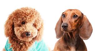 Maybe you would like to learn more about one of these? Doxiepoo