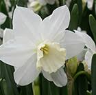 Narcissus Tresamble Triandrus Daffodil Bulbs Bulb Flowers Daffodil Bulbs Narcissus