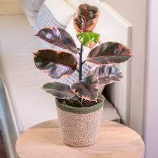 Image result for Ficus elastica