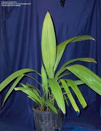 Image result for Molineria