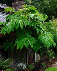 Image result for Tetrapanax