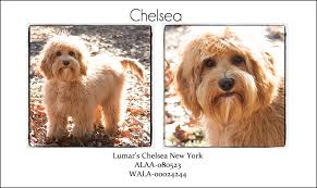 Check spelling or type a new query. Our Dogs Lumar Labradoodles