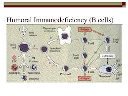 Image result for Humoral Immunodeficiency