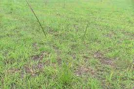 Image result for Sporobolus natalensis