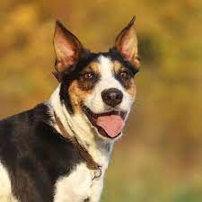 balou wurde als jack russel welpe im internet gekauft die tierheimmitarbeiter des tierschutzvereins demmin und umgebu in 2020 jack russel welpe tiere hund adoptieren