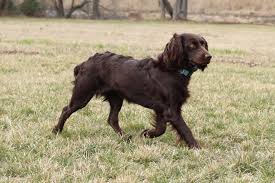 We did not find results for: Bird Dog Breeds