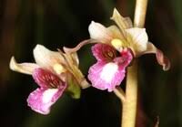 Image result for Eulophia calantha