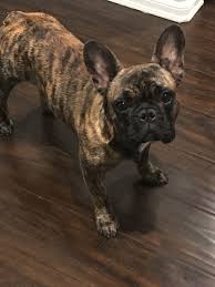 Brindle Black And Brown French Bulldog Reverse Brindle French Bulldog Brondo The Frenchie Brindle French Bulldog French Bulldog Bulldog