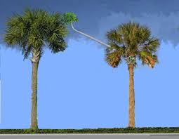 Image result for Schinziella