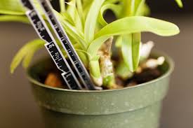 Image result for Polystachya lawrenceana