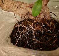 How do I get thick air roots? : r/Bonsai
