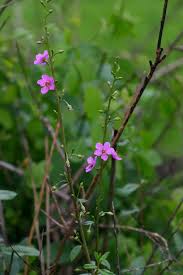 Image result for Talinum portulacifolium