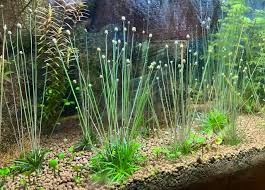 Image result for Eriocaulon