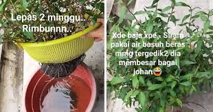 Daun kesum sering digunakan dalam masakan melayu. Tanam Kesum Guna Tapis Dan Besen Tak Perlu Siram Pun Menjadi Impiana