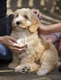 Buying A Cockapoo Puppy The Cockapoo Club Of Gb