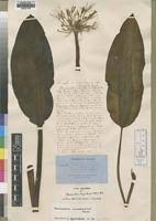 Image result for Scadoxus cinnabarinus