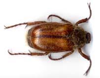 La plupart des populations de hanneton se développent simultanément et au même rythme dans une région donnée. Le Hanneton De La Saint Jean Amphimallon Solstitialis