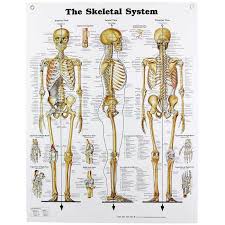 Human Skeletal System Chart