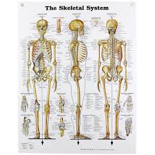 Human Skeletal System Chart