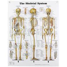 human skeletal system chart