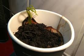 In a container, place fertile soil. How To Grow Mango From Seed At Home In A Pot From Planting To Tree Care
