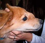 Frequently with benign nasal tumors it is difficult to identify a cause. Canine And Feline Nasal Tumors Dvm 360