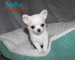 Chihuahua Puppies For Sale Chihuahua Puppies Chihuahua Puppies For Sale Puppies