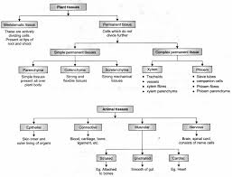 A bone is connected by muscle with another connective tissue called tendon. Ncert Class 9 Science Lab Manual Plant And Animal Tissues Cbse Tuts