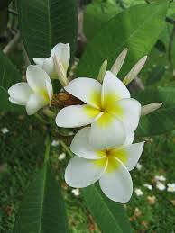 Plumeria From Singapore 27 By Frangipani Creations For You Dan Riley Bunga