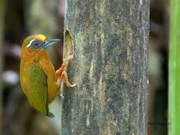 Pin On Aves Barbets Woodpeckers Broadbills