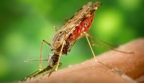 Image result for Malaria