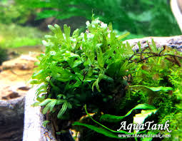 Image result for Crepidomanes