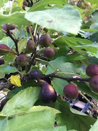 Its pretty spring and summer flowers turn into plump, purple fruit with sweet pink flesh that is a perfectly tasty and healthy treat for fresh eating. Fig Violette De Bordeaux Cricket Hill Garden