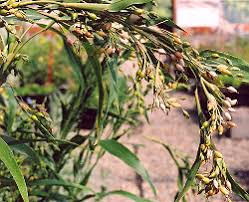 Image result for Coix lacryma-jobi