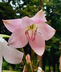 Image result for Crinum moorei