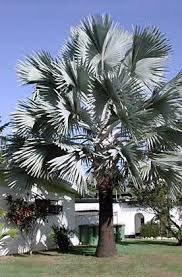 Bismarckia Nobilis Description Palm Trees Landscaping Landscape Trees Palm Garden
