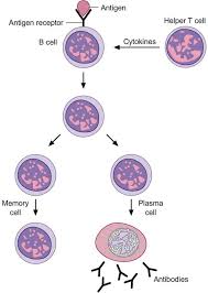 Image result for B-Lymphocyte