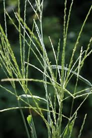 Image result for Digitaria maitlandii
